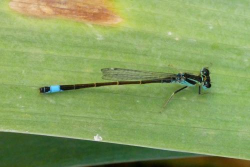 Réf. 289 385 : Ischnura graellsii